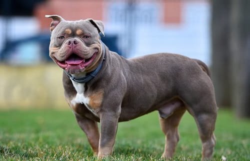 American Bully Dog