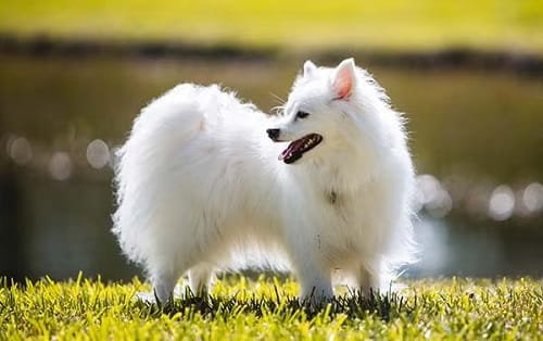 American Eskimo Dog