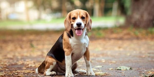 Beagle Dog