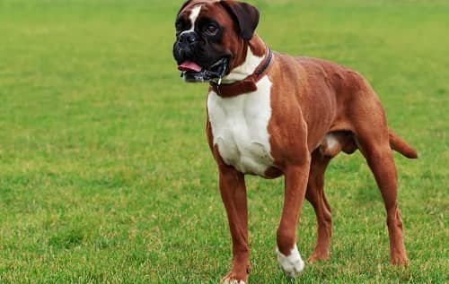 Boxer Dog