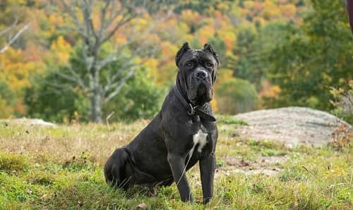 Cane Corso Dog