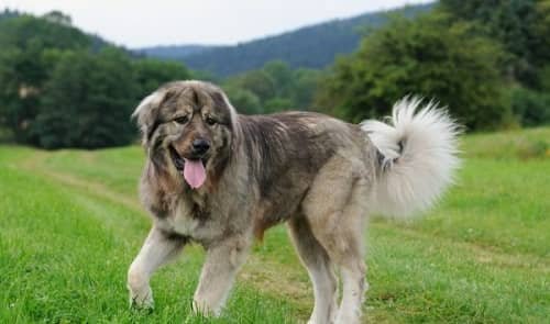 Caucasian Shepherd Dog
