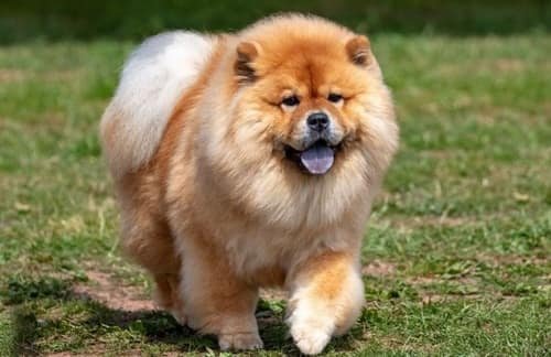 Chow Chow Dog