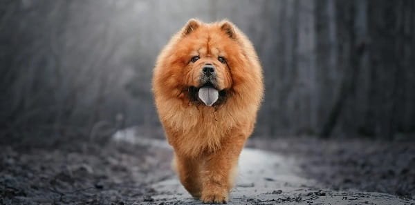 Chow Chow Dog