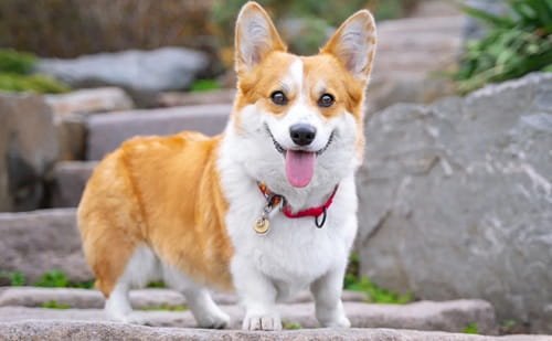 Corgi Dog