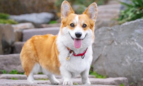 Corgi Dog