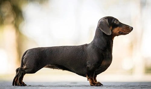 Dachshund Dog