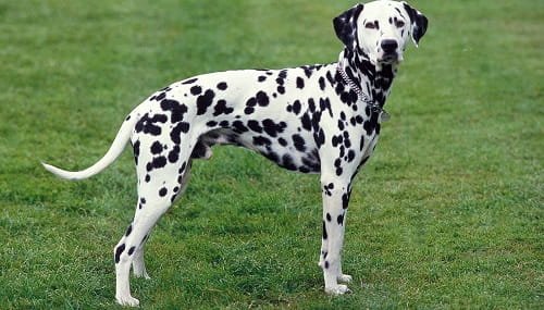 Dalmatian Dog