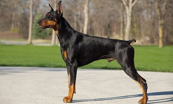 Doberman