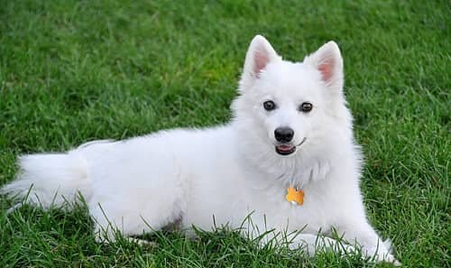 Eskimo Dog