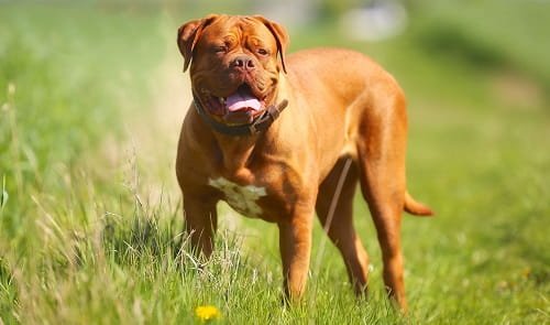 French Mastiff Dog