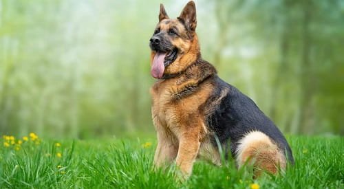 German Shepherd Dog 