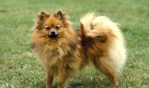 German Spitz Dog