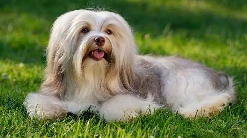 Havanese Dog
