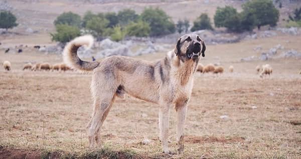 Kangal Dog