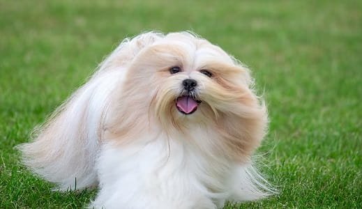 Lhasa Dog