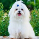Maltese Dog