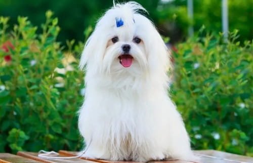 Maltese Dog