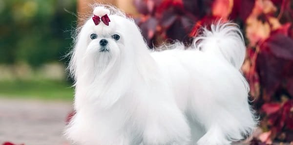 Maltese Dog