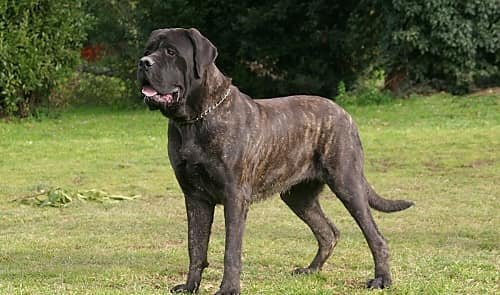 Mastiff Dog