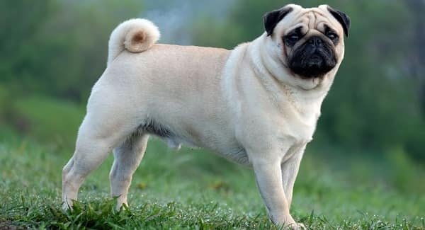 Pug Dog