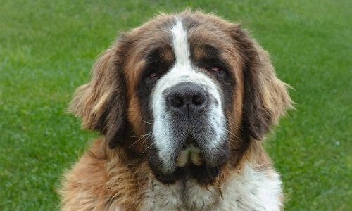 Saint Bernard Dog