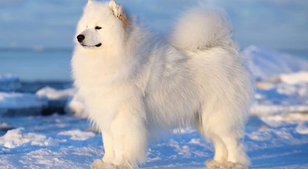 Samoyed Dog