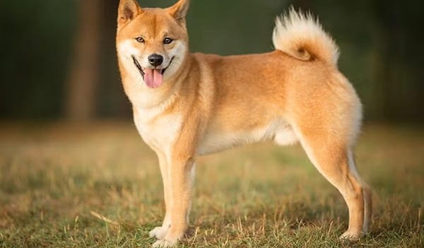 Shiba Inu Dog