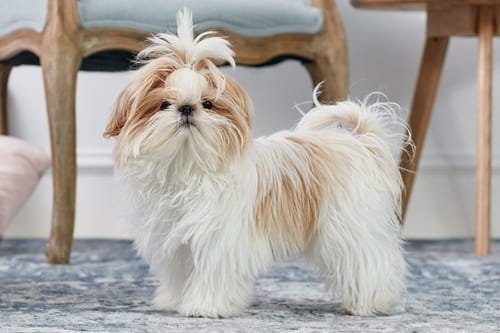 Shih Tzu Dog 