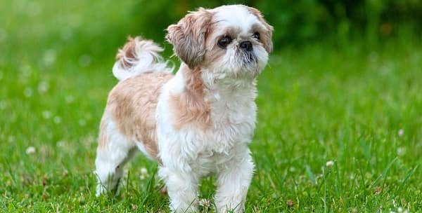 Shih Tzu Dog
