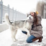 Siberian Husky Dog