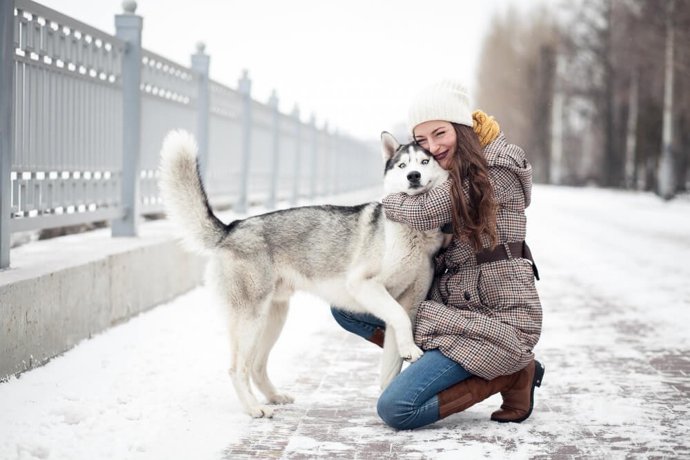 Siberian Husky Dog