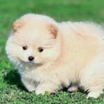 Toy Pom Dog