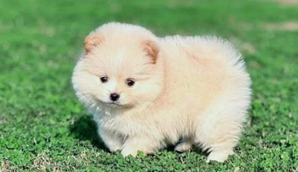 Toy Pom Dog