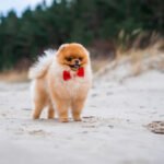 pomeranian dog