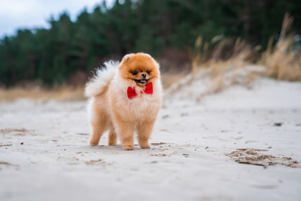 pomeranian dog