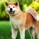 Akita Dog