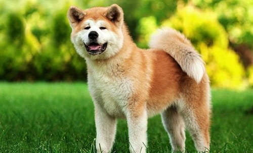 Akita Dog