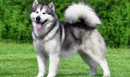 Alaskan Dog Price in India 2026