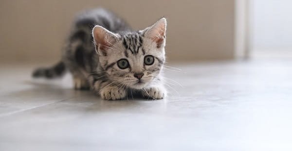 American Shorthair Cat Price in India