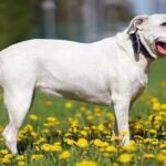 Argentino Dog