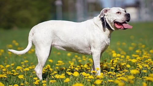 Argentino Dog