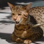 Ashera Cat