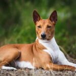 Basenji Dog