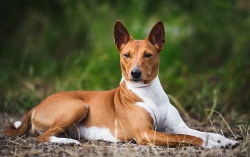 Basenji Dog