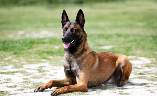 Belgian Malinois Dog