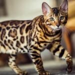 Bengal Cat