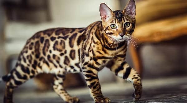 Bengal Cat