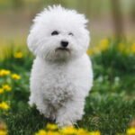 Bichon Frise Dog