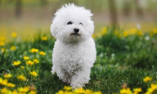 Bichon Frise Dog